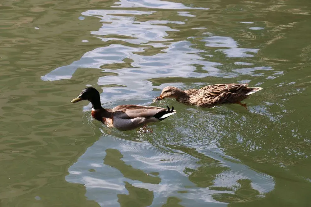 canards